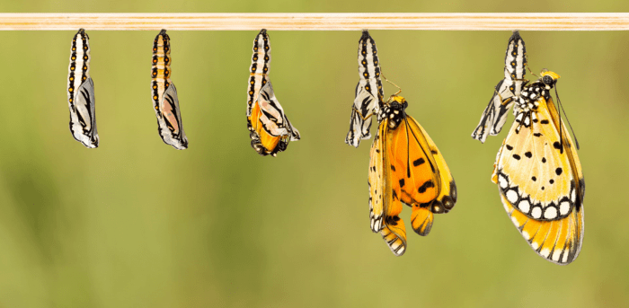 Cracking the Code of Effective Transformation